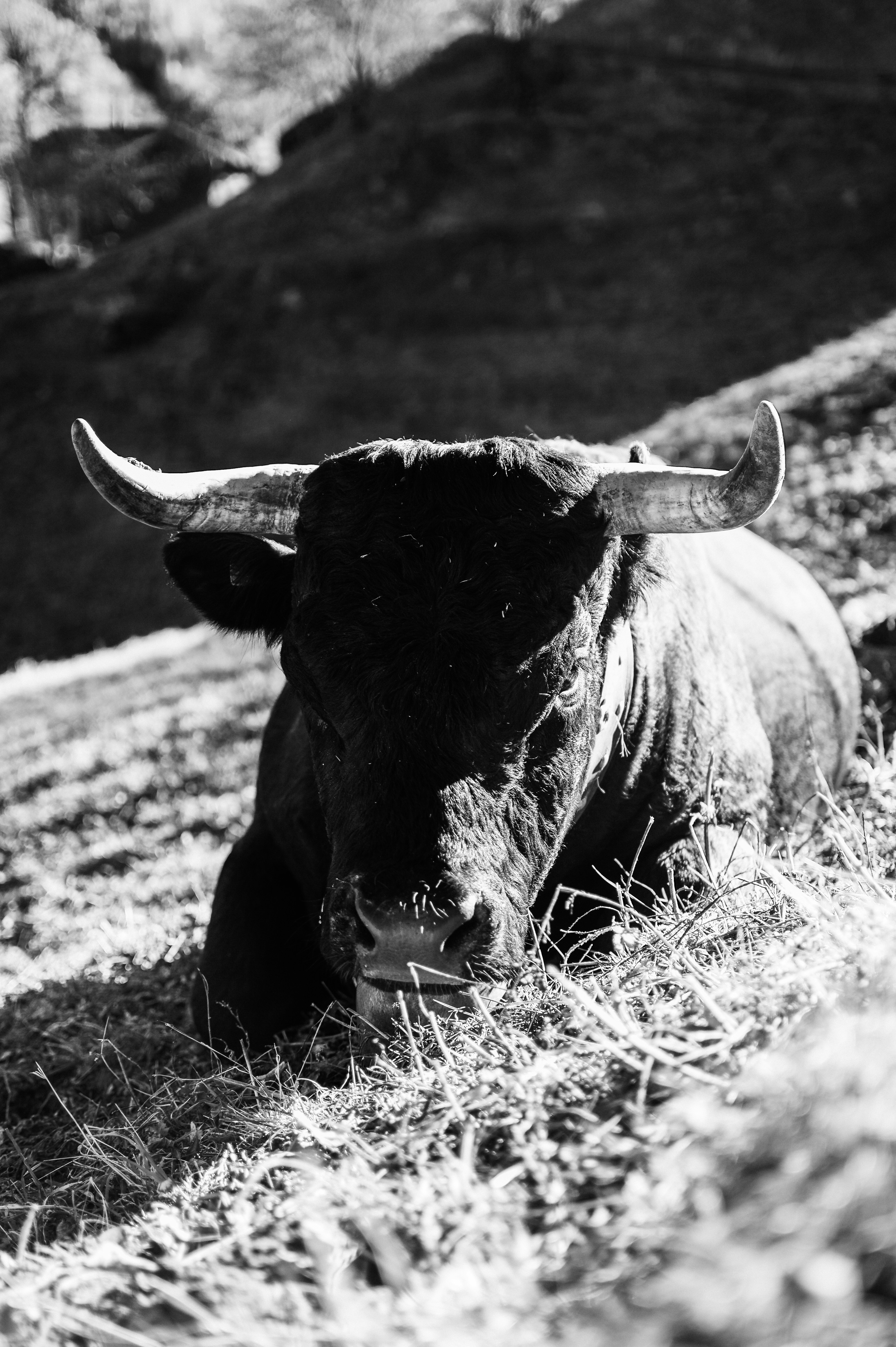 black cow on grass field in grayscale photography